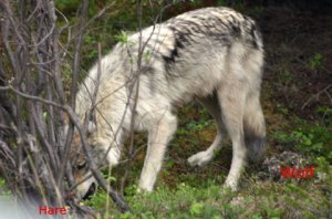 2008-06, Alaska - 144